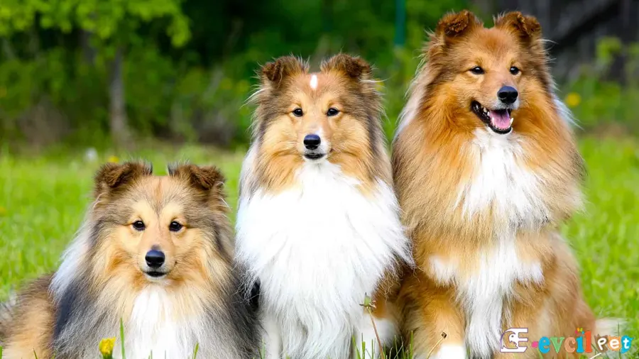 Shetland Çoban Köpeği 3 Tane Yanyana