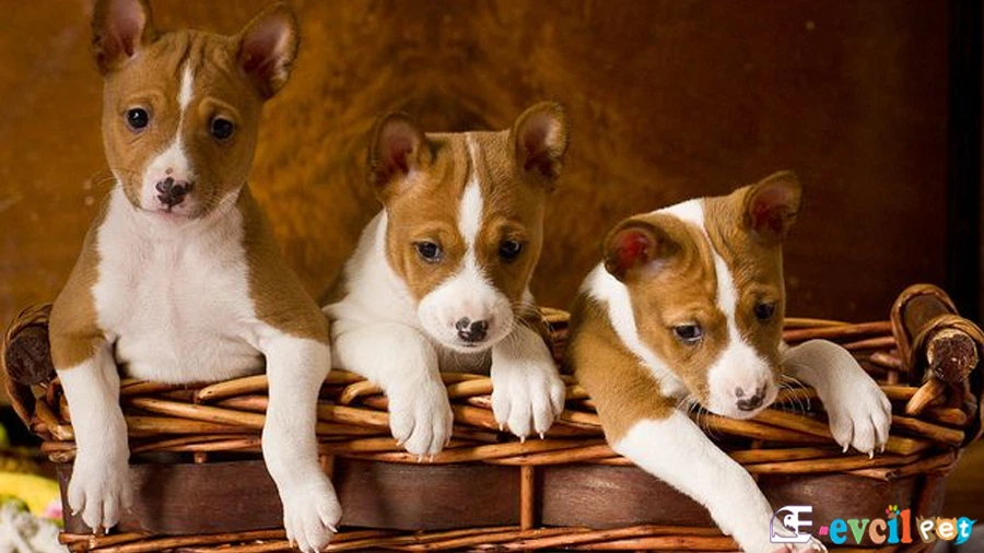 Basenji Eğitimi