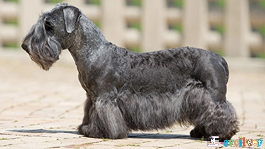 Cesky Terrier Bakımı ve Beslenmesi