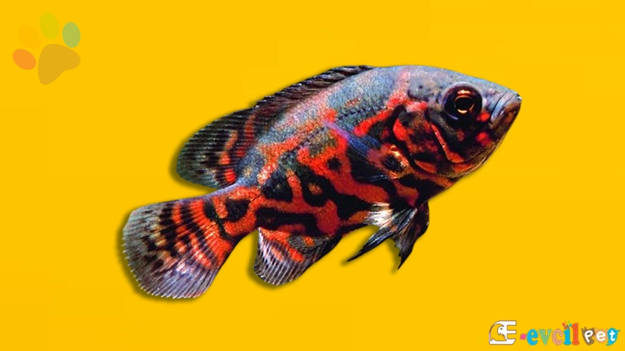 Astronot - Oscar Balığı