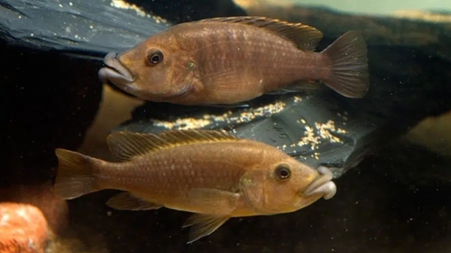 Melanochromis Labrosus Erkek ve Dişi