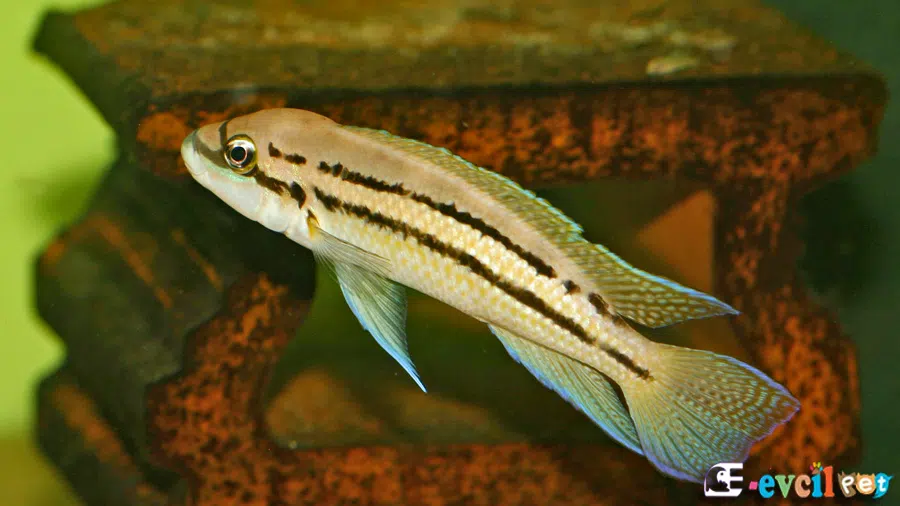Chalinochromis popelini Tank