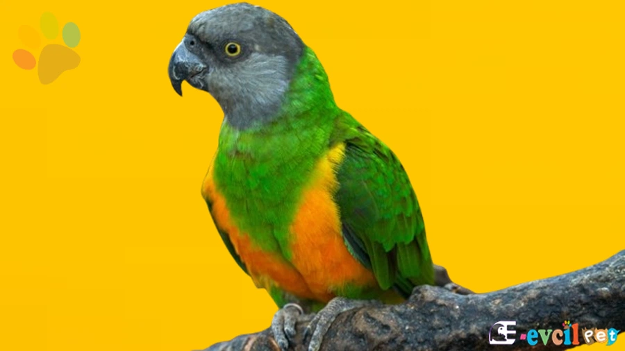 Senegal Papağanı Bakımı ve Beslenmesi