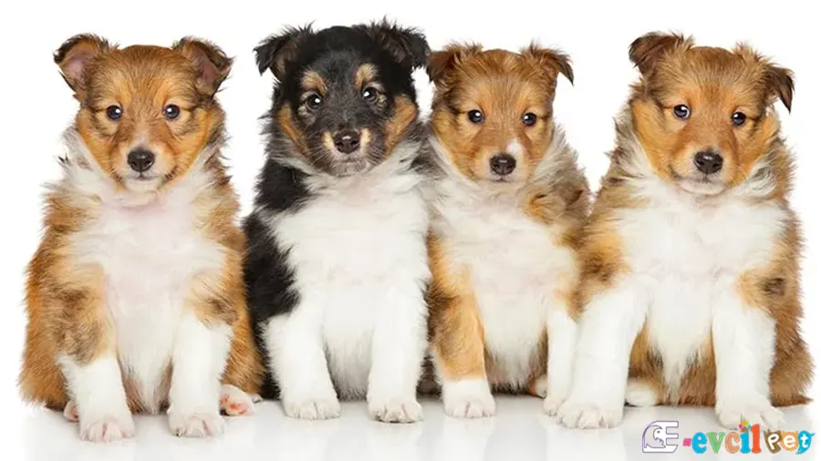 Shetland Çoban Köpeği Yavruları