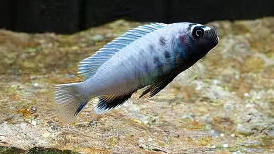 Pseudotropheus Polit akvaryumu