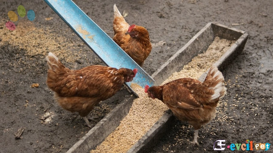 Tavuklarınızın Daha Fazla Yumurta Yumurtlamasını Nasıl Sağlarsınız