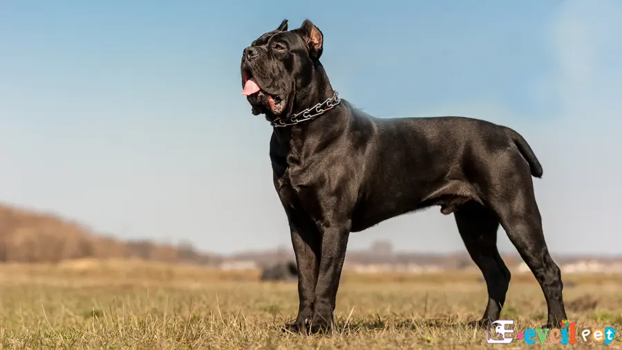 Cane Corso Fiziksel Özellikleri