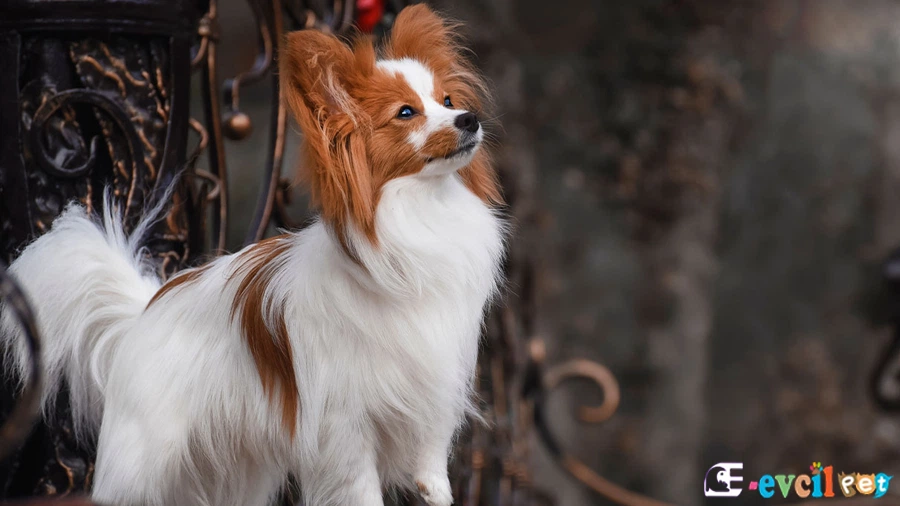 Papillon Papillon Temel Eğitimi ve Tuvalet Eğitimi