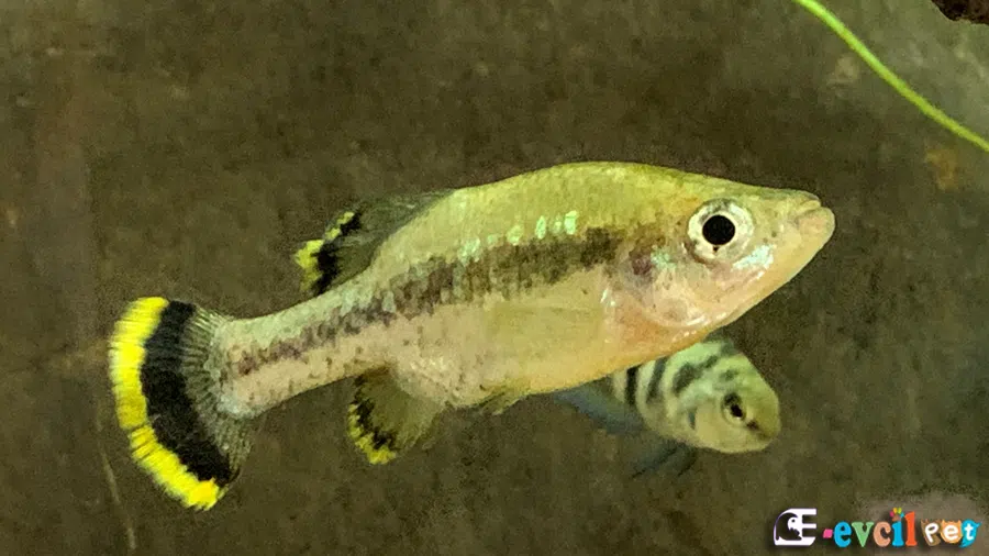 Ameca splendens Akvaryumu