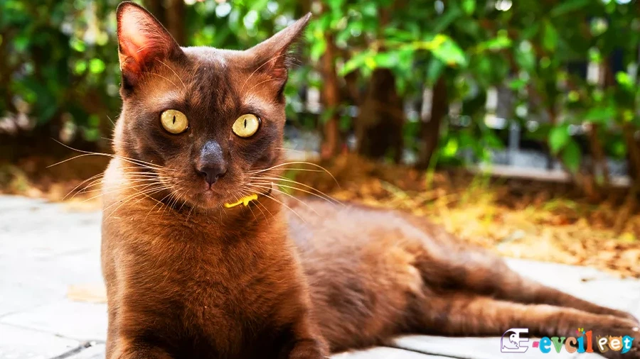 Havana Brown Karakter Özellikleri