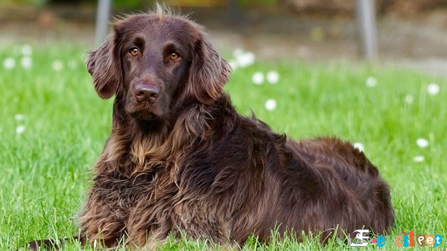 Boykin Spaniel Boykin Spaniel Temel Eğitimi ve Tuvalet Eğitimi