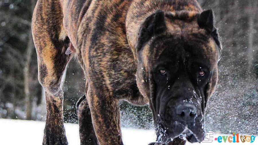 Perro de Presa Canario (Kanarya Mastiff)