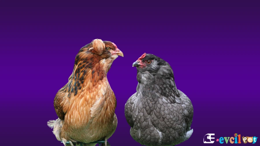 Araucanas Tavuk Bakımı ve Beslenmesi