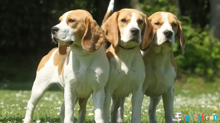 Beagle Bakımı ve Beslenmesi