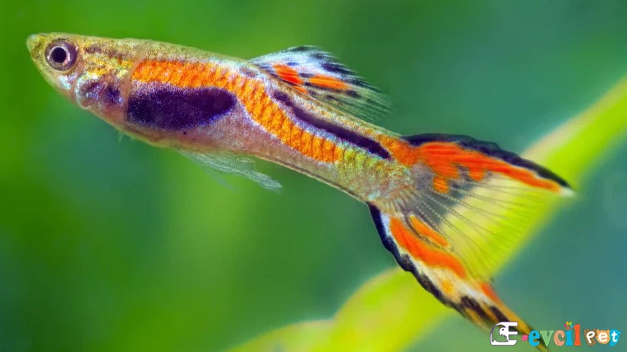 Poecilia Wingei (Endler)