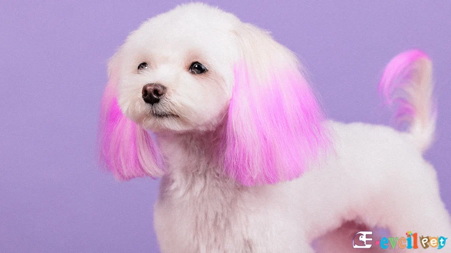 Köpek