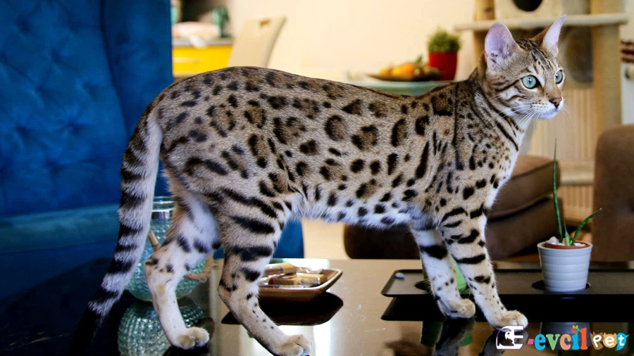 Bengal Karakter Özellikleri