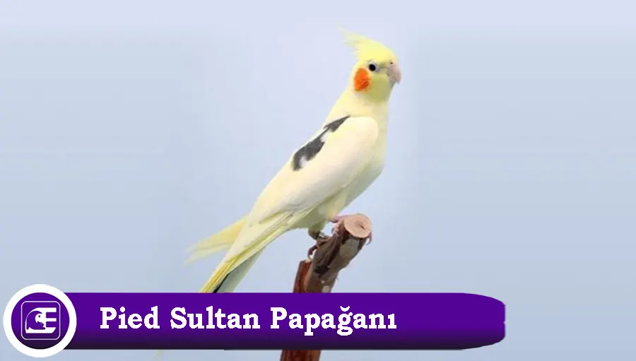 Pied Sultan Papağanı Türü