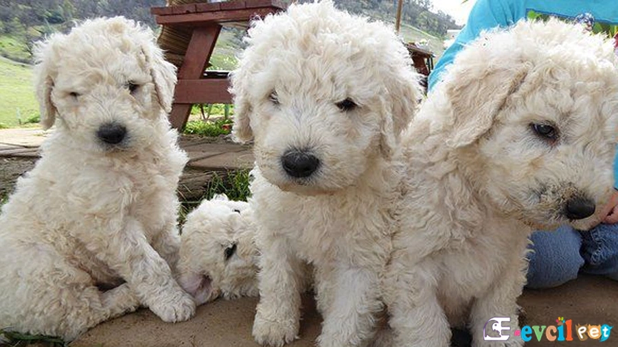 Komondor Genetik Sağlık Sorunları Hastalıkları