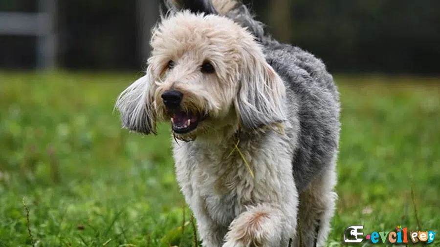 Poogle Çift Renkli