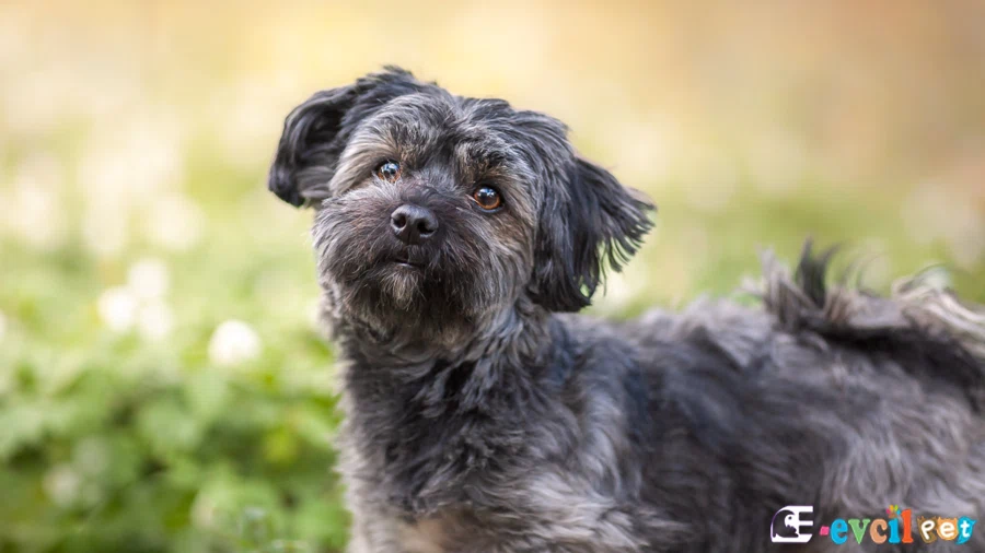 Havanese