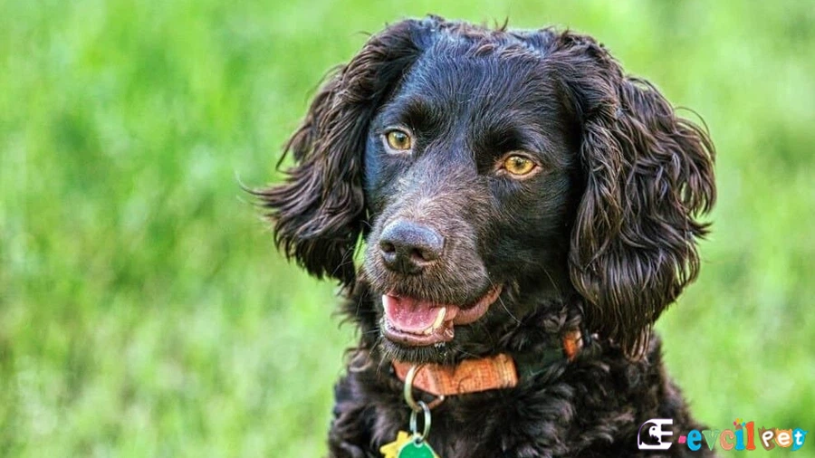 Boykin Spaniel Boykin Spaniel Bakımı ve Beslenmesi