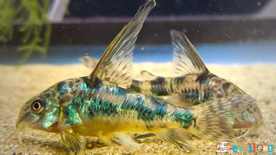 Çöpçü Balığı (Corydoras Paleatus)