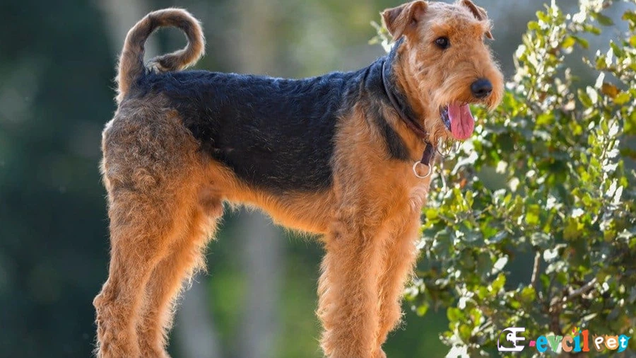 Airedale Terrier Airedale Terrier Fiziksel Özellikleri
