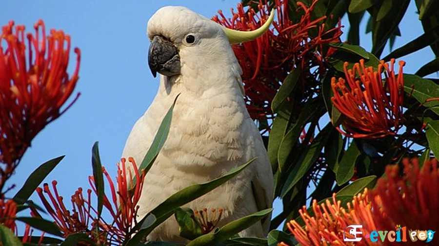 Kakadu Papağanı (Cockatoo)