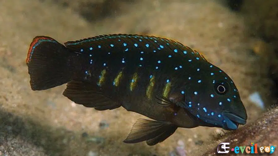 Eretmodus cyanostictus (Tanganyika Palyaçosu) Akvaryumu