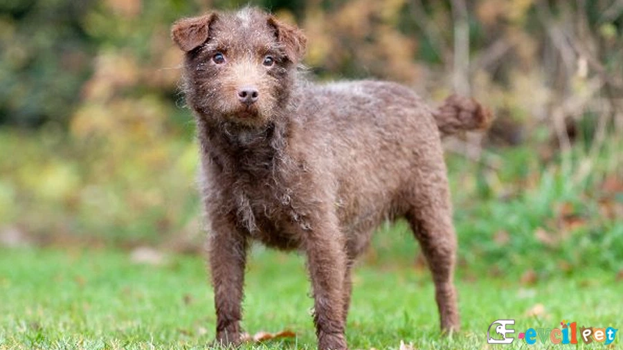 Patterdale Terrier Temel Eğitimi ve Tuvalet Eğitimi