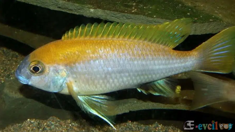 Gephyrochromis lawsi Erkek