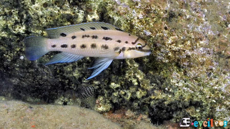 Chalinochromis sp.'Ndobhoi'