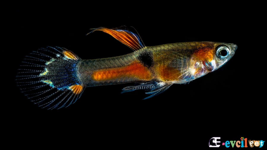 Poecilia Wingei (Endler)