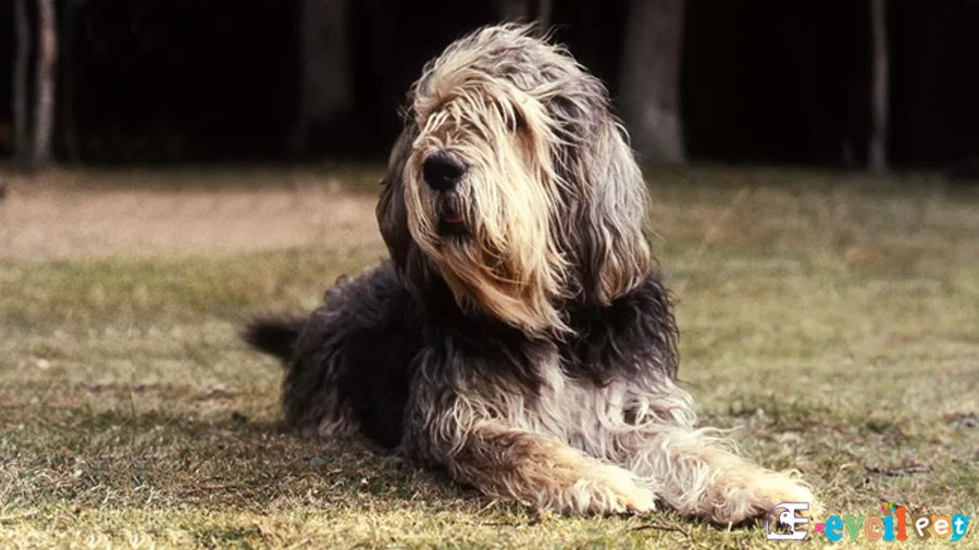 Otterhound Bakımı ve Beslenmesi (Su Samuru Tazısı)