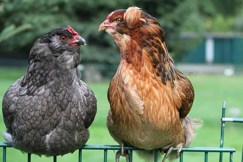Araucanas Tavuk Fiziksel Özellikleri