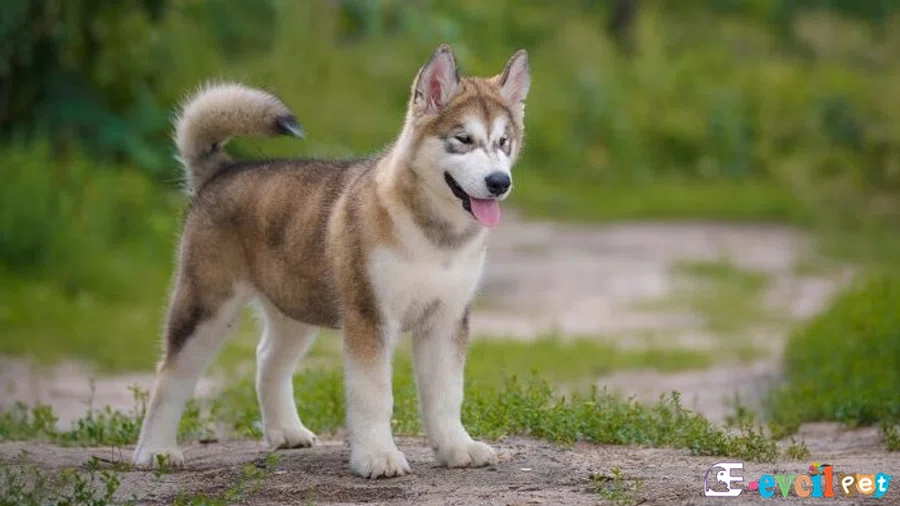 Alaskan Kurdu Malamute Temel Eğitimi ve Tuvalet Eğitimi