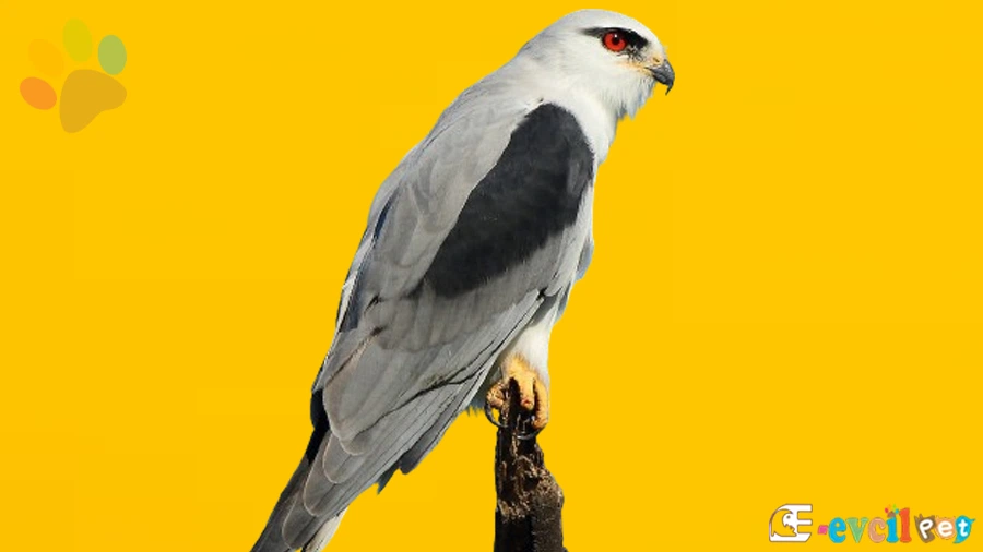 Ak Çaylak (Elanus Caeruleus)