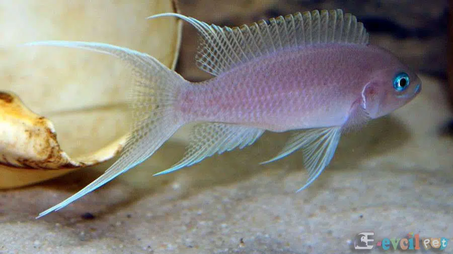 Neolamprologus Gracilis Akvaryumu