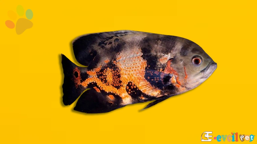 Astronot - Oscar Balığı