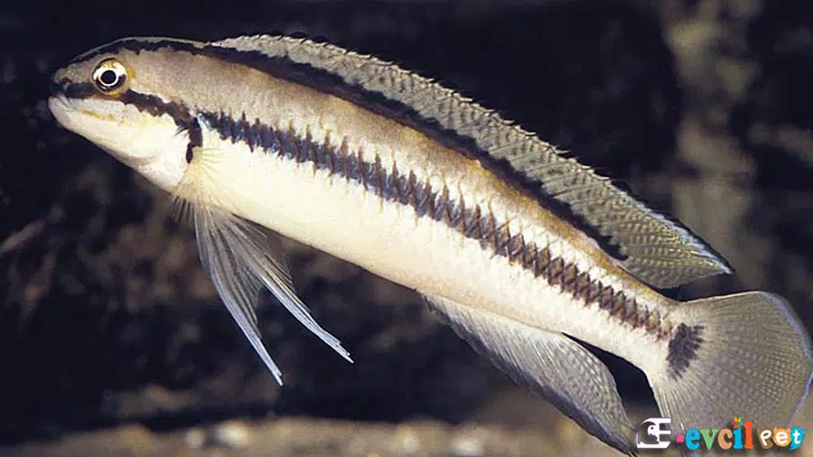 Telmatochromis brichardi Erkek