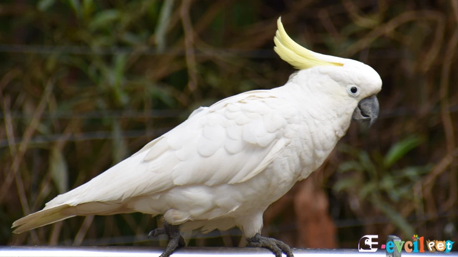 Kakadu Papağanı (Cockatoo)