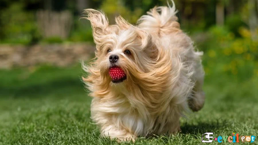 Havanese