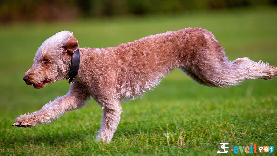 Bedlington Terrier Genetik Sağlık Sorunları Hastalıkları