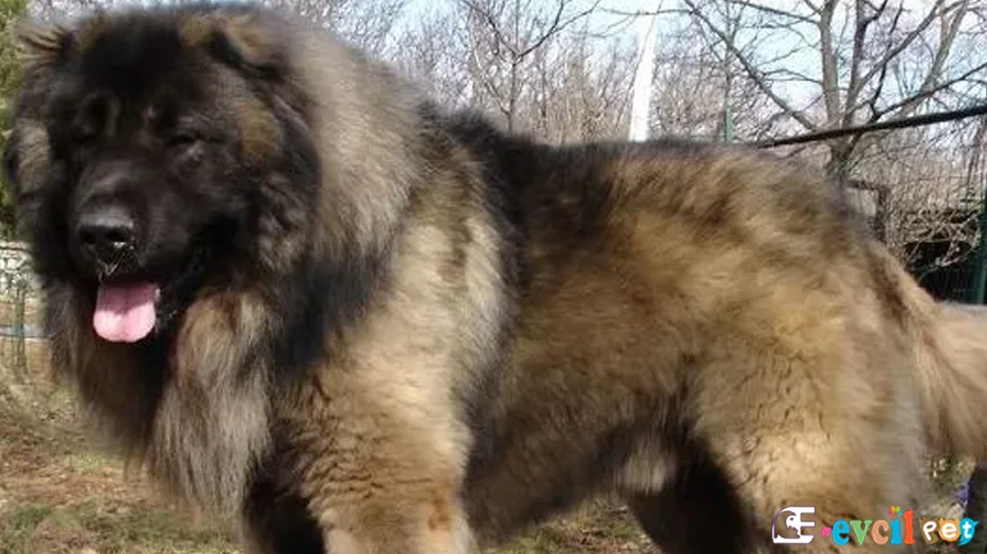 Kafkas Çoban Köpeği (Caucasian Shepherd Dog)