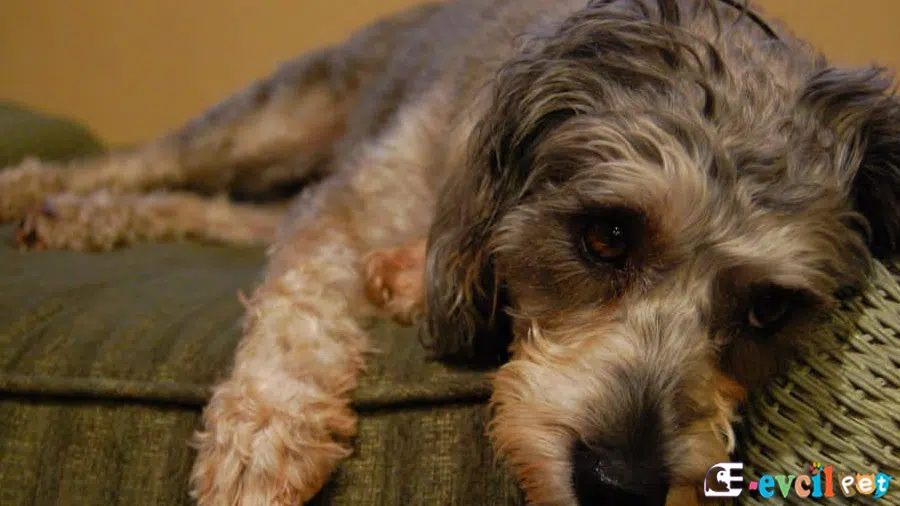Schnoodle