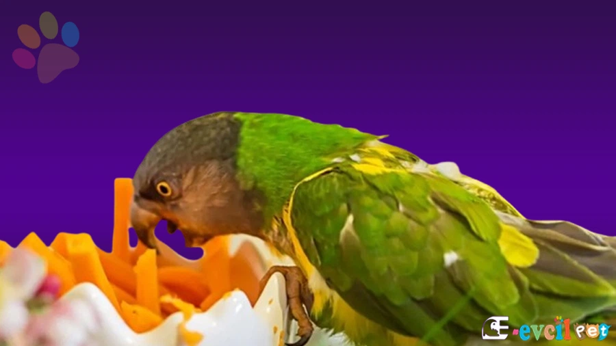 Senegal Papağanı Fiziksel Özellikleri