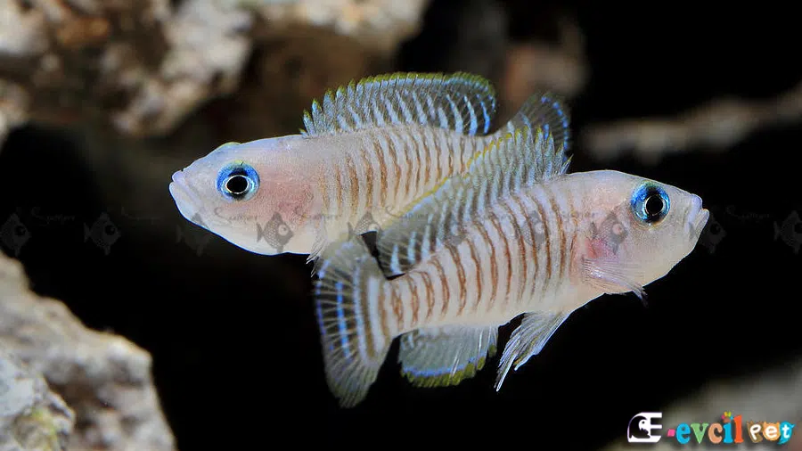 Neolamprologus multifasciatus Akvaryumu