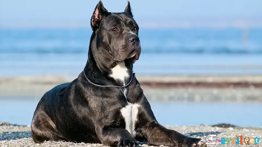 Cane Corso Karakter Özellikleri