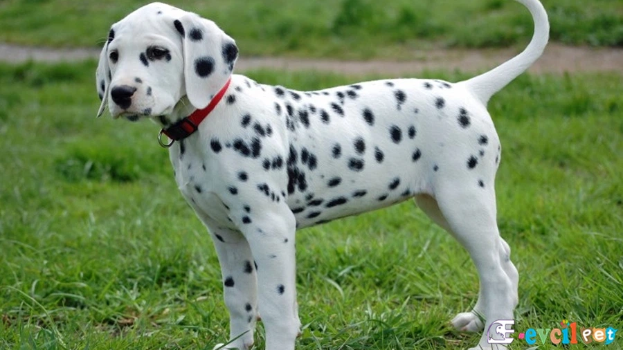 Dalmaçyalı (Dalmatian)